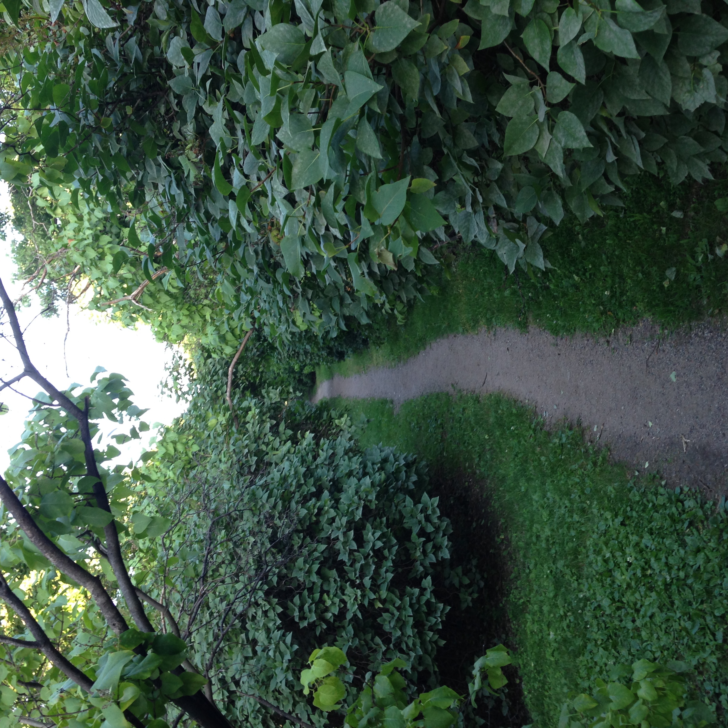 this path is between lilac on a median. It smells wonderful while in bloom, but is easy to forget there's a lot else going nearby.